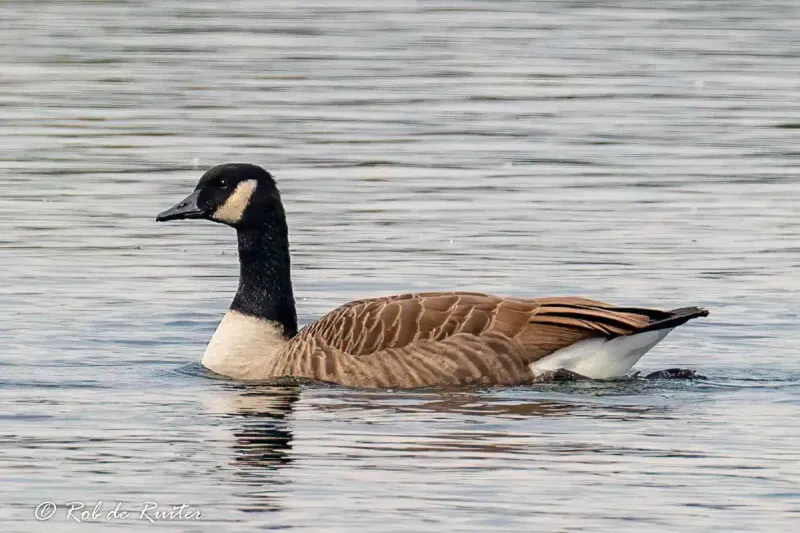Canadese gans 27946