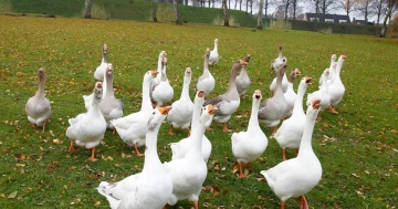 Ganzen op veld 27945