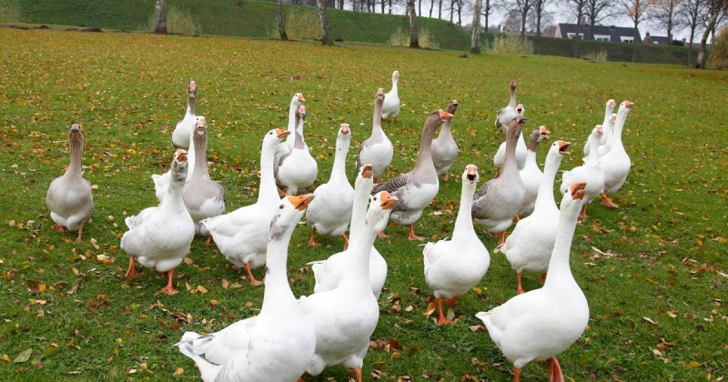 wilde gans 34850