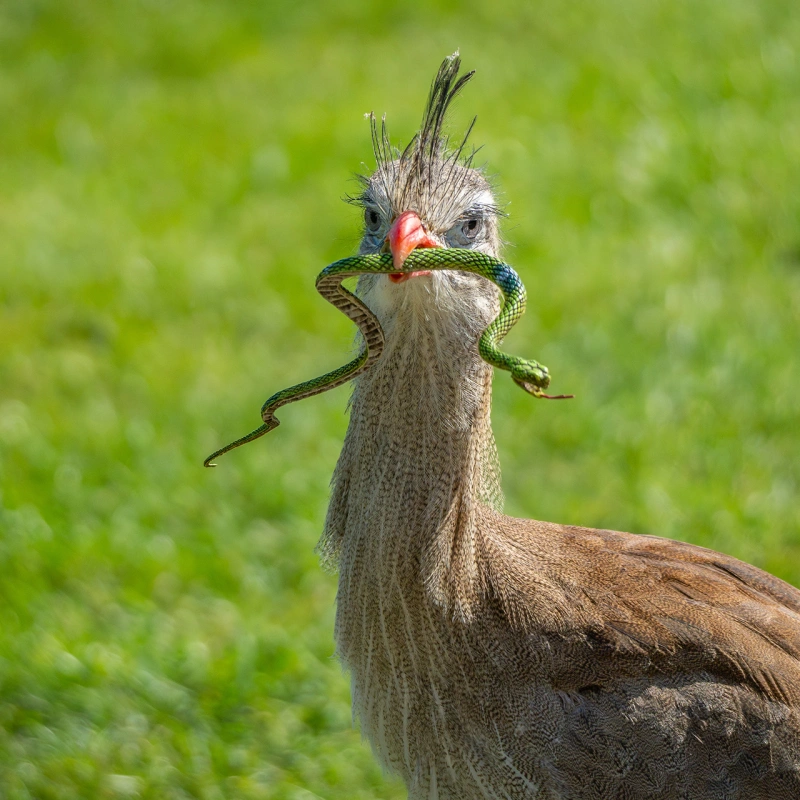 Vogel met slang 34979